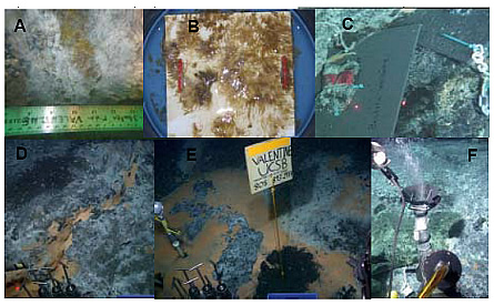 A) Methanotroph-containing mat from Coal Oil Point, CA (COP), B) In-situ incubation of a methanotrophic mat at COP, C) Ongoing in-situ incubation of mats at Santa Monica Basin (SMB), D) Vein filling orange mats at the SMB methane seep, E) Mosaic of orange and white mats at SMB site, F) Methane hydrate was formed from an active seep at the SMB site-released here.