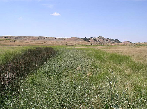 Plant community transition along an ephemeral stream caused by an increased volume of water and/or water with chemistry different from normal moving into the stream.