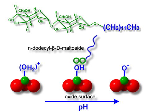 Adsorption mechanism of sugar based surfactants on mineral surfaces: the adsorption density is determined by the surface hydroxyl groups and the chemical loss can be reduced by this mechanism in EOR