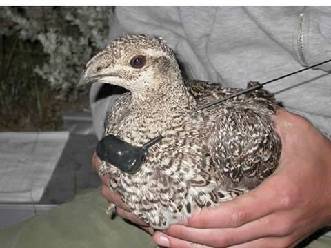 Radio-marked sage-grouse.