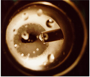 Growth of hydrate crystals in a surfactant/water/ethane test