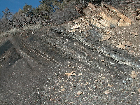 Fruitland formation coalbed in roadcut. Note dead trees on top of coalbed. This is an effect of nearby coalbed methane wells dewatering the coalbeds near the outcrop area and increasing the methane seepage at the outcrop.