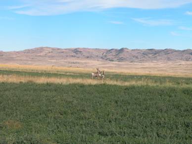 Deer in the Powder River Basin, locale of extensive oil, gas, and CBNG development and related produced-water concerns.