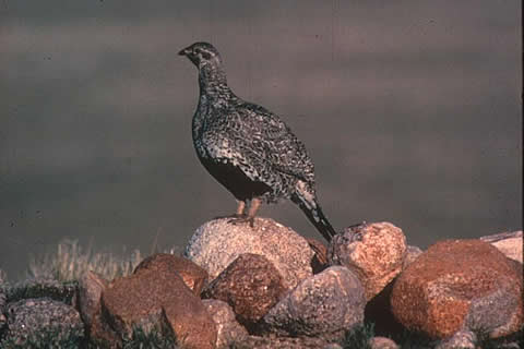 Sage grouse hen.