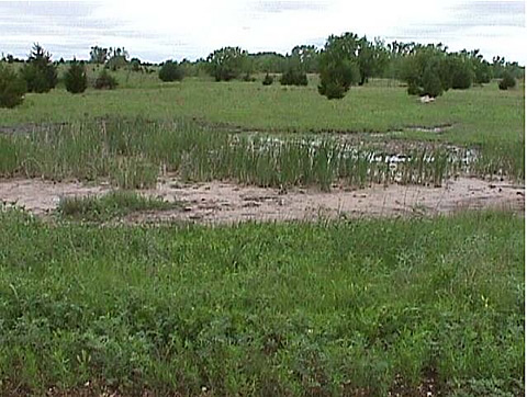 Revegetation of brine site using salt-resistant prairie grasses.