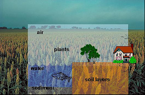 Predicting exposure concentrations in vegetation using a multimedia modeling framework requires bioconcentration ratios that account for the range of uptake and loss pathways.