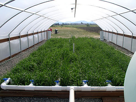 Montana State University plant growth center and horticulture research farm.