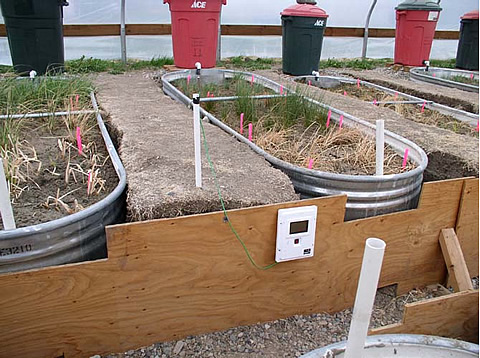 Lysimeter set up for simulated wetland system.