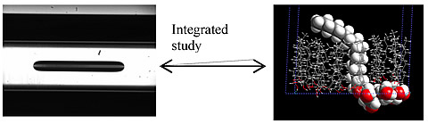 These images illustrate the linkage between the experimental and theoretical efforts of the project. The graphic on the left is a photograph of the image seen in an instrument that measures IFT (spinning drop tensiometer). The graphic on the right is an image taken from a computer simulation showing a surfactant interacting with its alcohol co-surfactant at an oil-water interface.