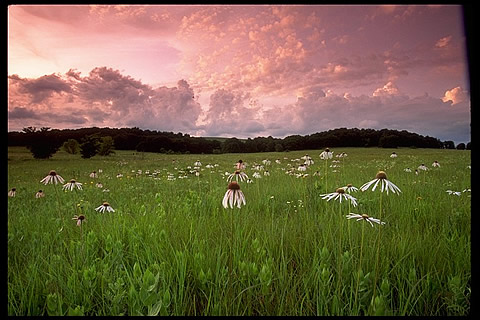 Wildflowers blooming in the Tallgrass Prairie Preserve in northern Oklahoma. Photo by Harvey Payne, Director, Tallgrass Prairie Preserve.