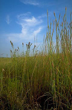 The Tall Grass Prairie Preserve in Osage County, OK.