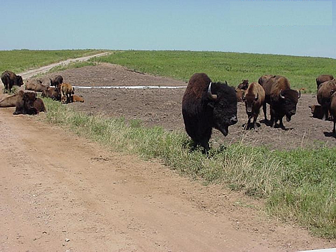 Site J6N brine scar in the Tallgrass Prairie Preserve, summer 1999.