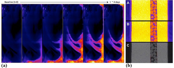 Figure 7: (a) Local thickness aperture maps of the fracture at different stages of fracture evolution during the flow of carbonate water. Each step covers the whole sample (~3/8” x 1”) with the inlet at the bottom of the sample. (b) Cross-sections showing the fracture region before (A) and after (B) SC-CO2 sweeping of the propped fracture. Panel (C) shows the baseline image with color highlights in the narrow near-fracture regions that show minor modifications.