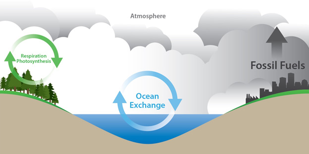 Natural and Anthropogenic Carbon Fluxes