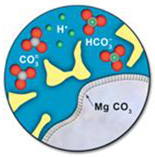 Diagram depicting the formation of minerals on the surface of a rock grain (bottom right of image) as it reacts with the dissolved CO2 in the brine water. The magnesium in the rock grain combines with the CO3 in the water to produce the mineral MgCO3 on the grain’s surface.